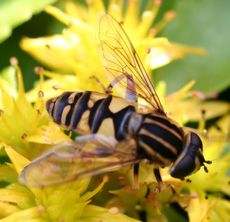 gemeine-Sumpfschwebfliege-3.jpg