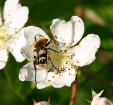 Heckenrose-Pinselkäfer.jpg