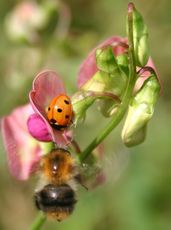 Marienkäfer-trifft-Hummel.jpg