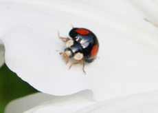 vierfleckiger-Kugelmarienkäfer112.jpg