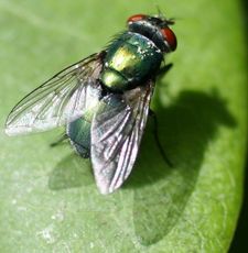 Schmeiß-Fliege.jpg