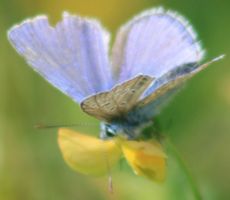 Hauhechel-Bläuling-5.jpg