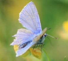 Hauhechel-Bläuling-6.jpg