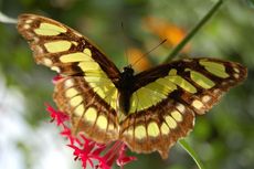 Schmetterling12.JPG