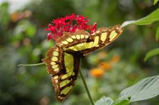 Schmetterling13.JPG