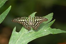 Schmetterling4.JPG