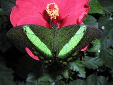Schmetterling_1.JPG