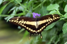 Schmetterling_1.JPG