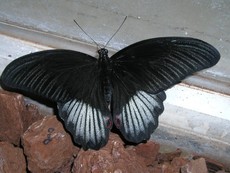 Schmetterling_2.JPG
