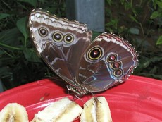 Schmetterling_3.JPG