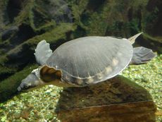 Neuguinea-Weichschildkröte.JPG