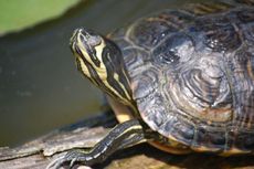 Wasserschildkröte.JPG
