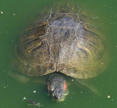 Wasserschildkröte-1.jpg