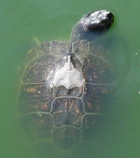 Wasserschildkröte-2.jpg