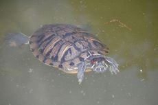 Wasserschildkröte_1.JPG