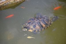 Wasserschildkröte_2.JPG