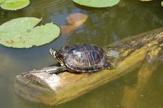 Wasserschildkröte_3.JPG