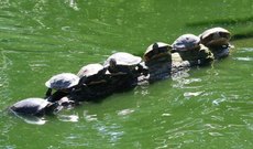 Wasserschildkröten-3.jpg