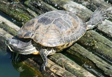 Wasserschildkröten-4.jpg