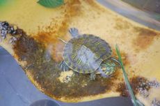 Wasserschildkrötenbaby.JPG
