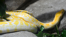 Tigerpython_Albino.jpg