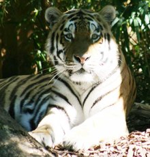 Sibirischer-Tiger.jpg