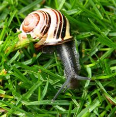 Bänderschnecke-033.jpg