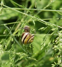 Bänderschnecke-039.jpg