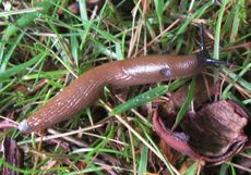 Nacktschnecke-028.jpg