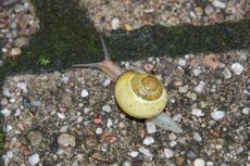 Schnecke-004.jpg