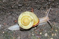 Schnecke-005.jpg