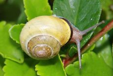 Schnecke-009.jpg