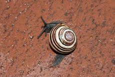 Schnecke-013.jpg