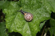 Schnecke-015.jpg