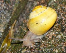 Schnecke-019.jpg