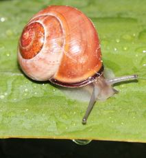 Schnecke-022.jpg