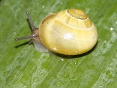 Schnecke-023.jpg