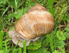 Weinbergschnecke-024.jpg