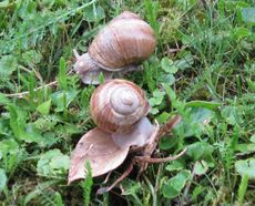 Weinbergschnecken-001.jpg