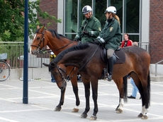 Polizeipferde.JPG