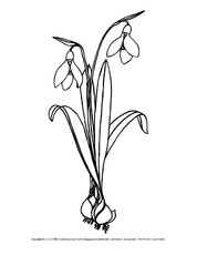 Tulpe Mit Zwiebel Ausmalbild