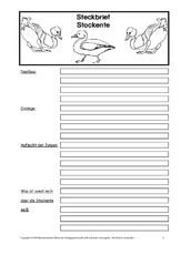 Stockente Steckbrief In Der Grundschule Hus Unterrichtsmaterial Grundschulmaterial De