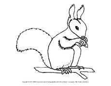 Eichhörnchen Ausmalbild Mandala