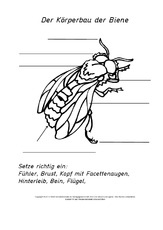 Arbeitsblatt In Der Grundschule Arbeitsblatter Honigbiene Honigbiene Werkstatt Hus Klasse 3 Grundschulmaterial De