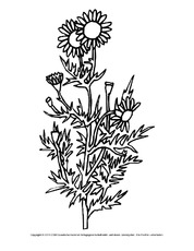 Ausmalbild Lowenzahn 2 Ausmalbilder Blumen Fruhling Ausmalbild Lowenzahn 2 Ausmalbilder Blumen Fruhling
