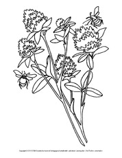 Wiesenblumen Ausmalbilder - Einfache Ausmalbilder Mit Blumen Und Natur Zeichnungen Malvorlagen Zum Ausdrucken - Malvorlagen von wiesenblumen und gartenblumen zum gratis herunterladen.