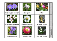 Blumen kennenlernen kindergarten