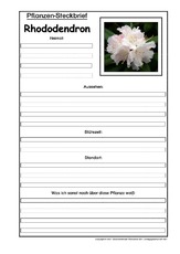 Rhododendron (Arbeitsblatt) in der Grundschule - Grundschulmaterial.de