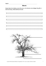 Baum Arbeitsblatt In Der Grundschule Hus Klasse 3 Grundschulmaterial De